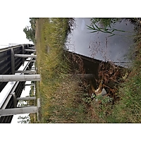 King tide Chesapeake image